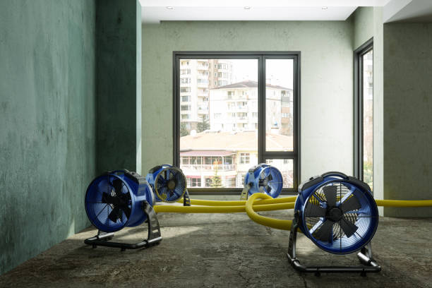 Best Mold removal after water damage  in Rockingham, NC